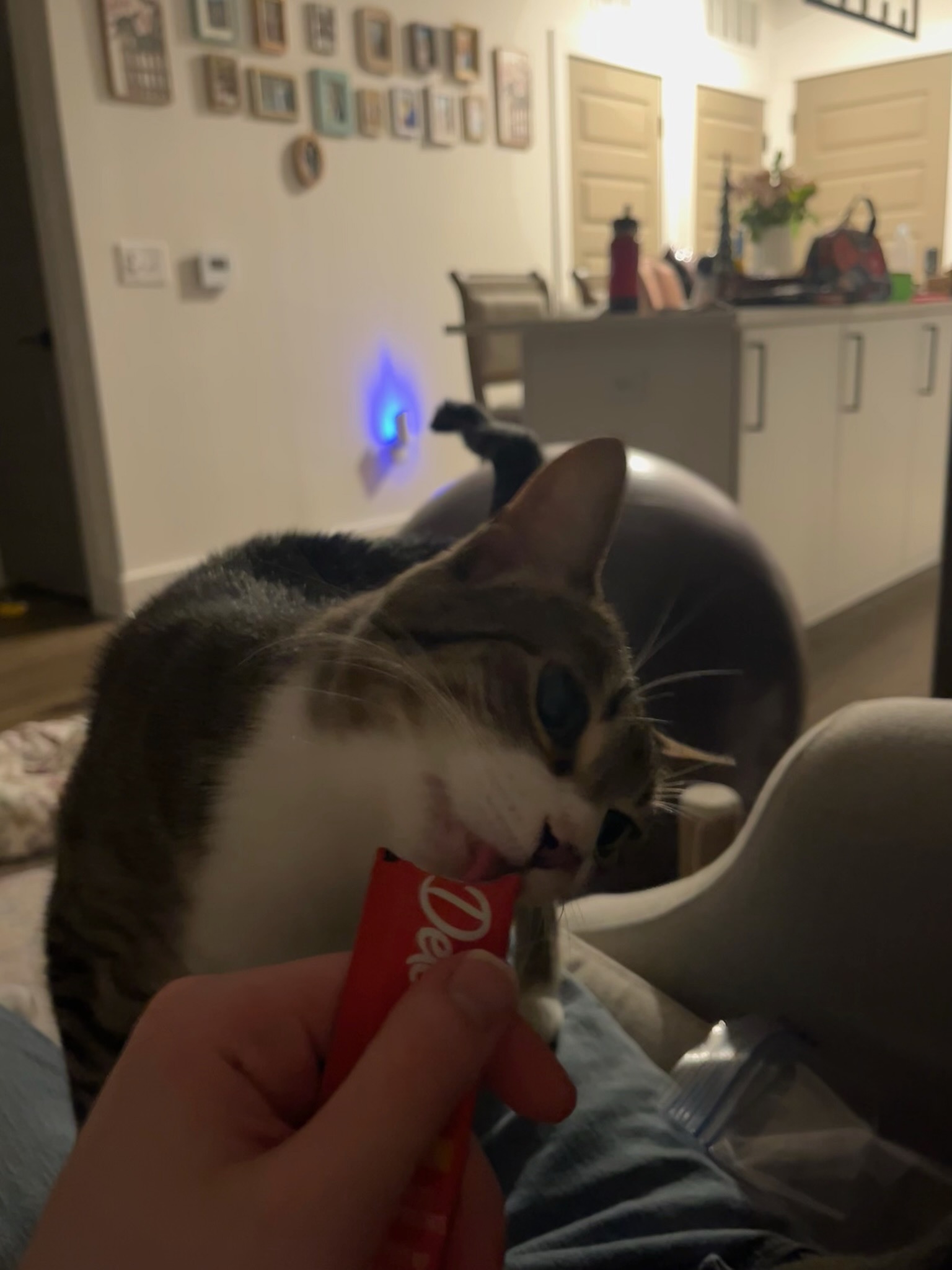 Daisy sitting on a person's lap